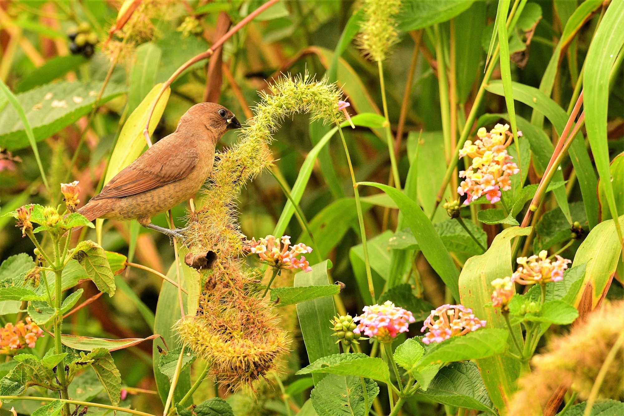 HMP_3780SilverBillFHForest11Sep2020.jpg