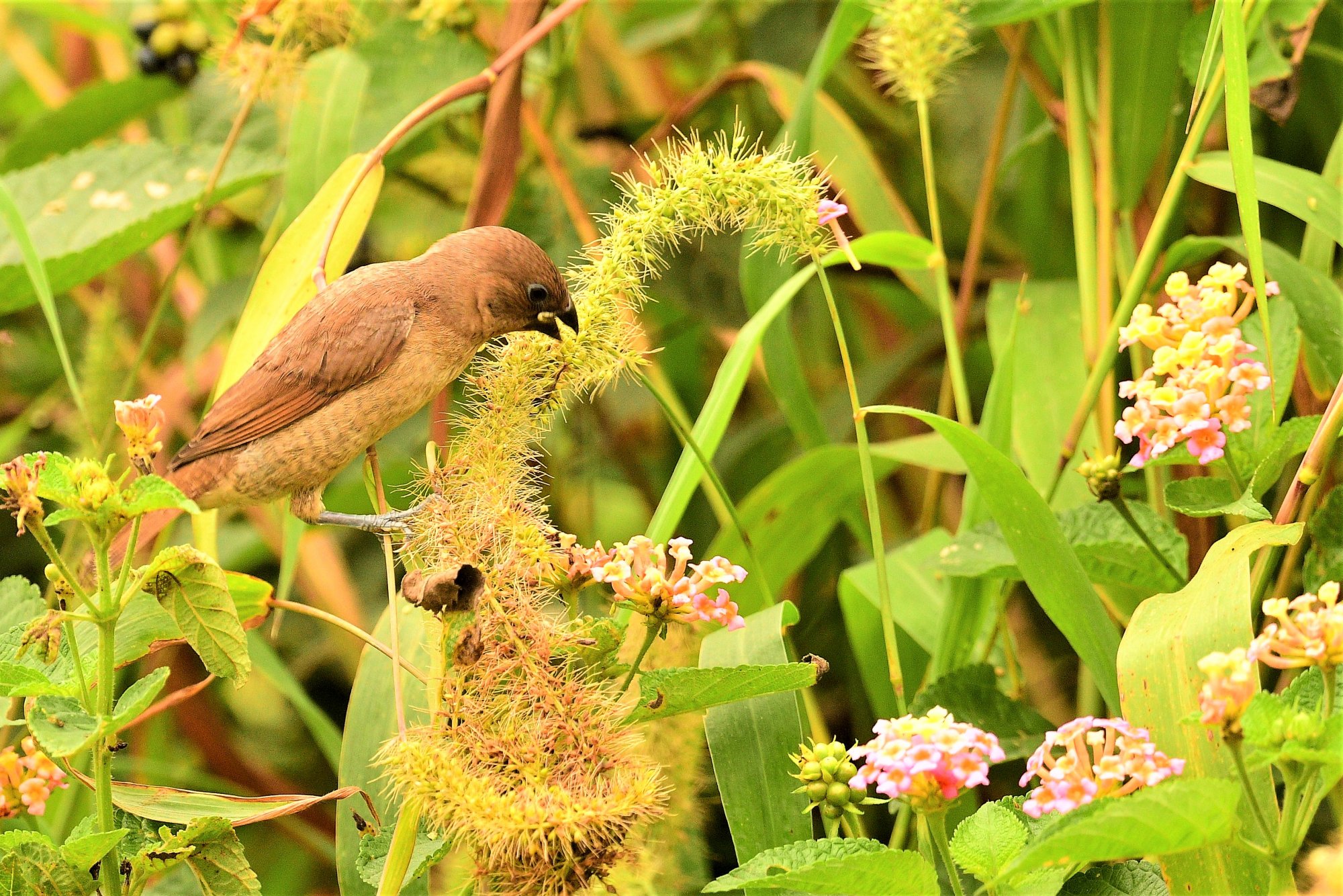 HMP_3782SilverBillFHForest11Sep2020.jpg