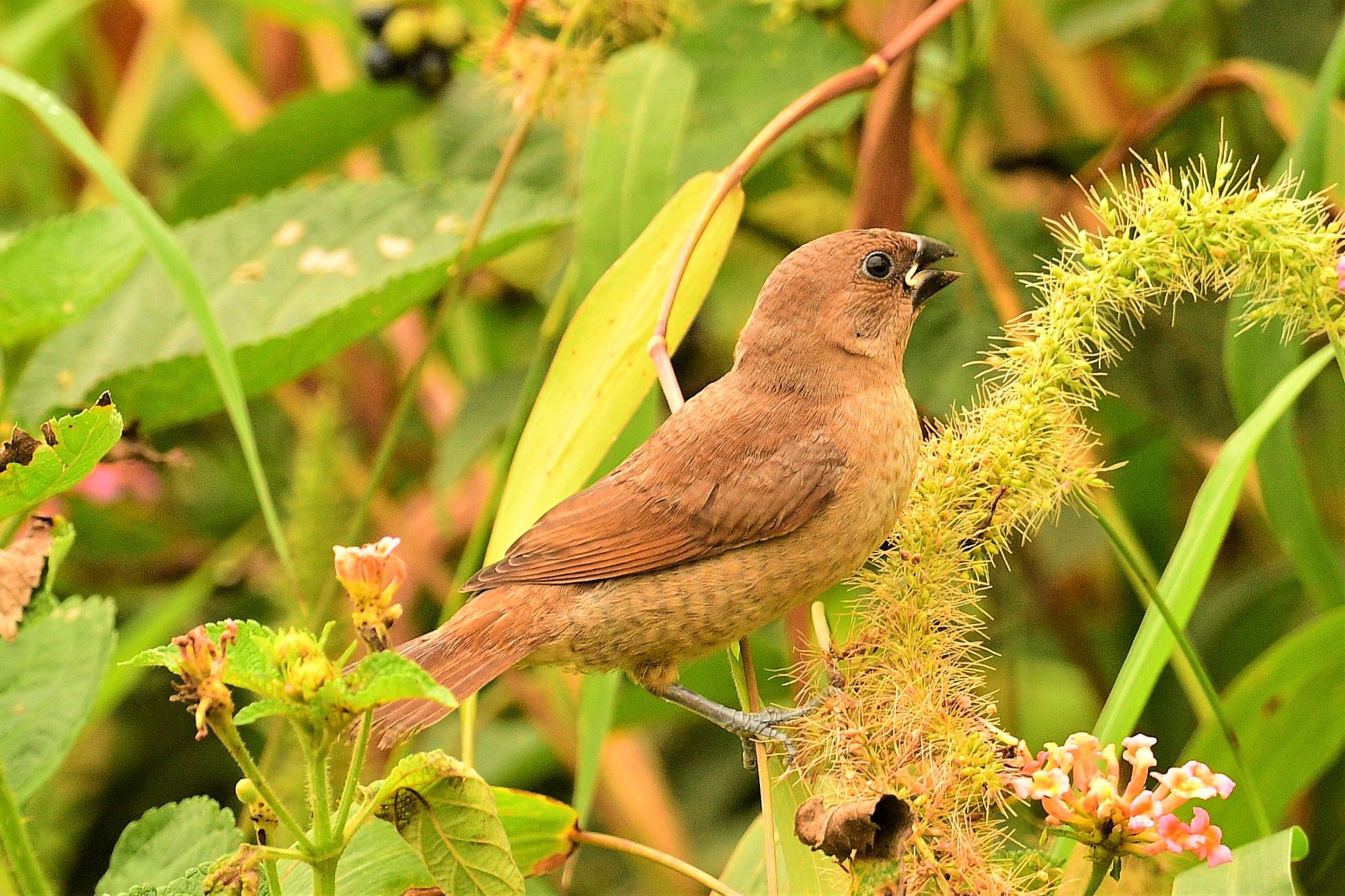 HMP_3784SilverBillFHForest11Sep2020.jpg