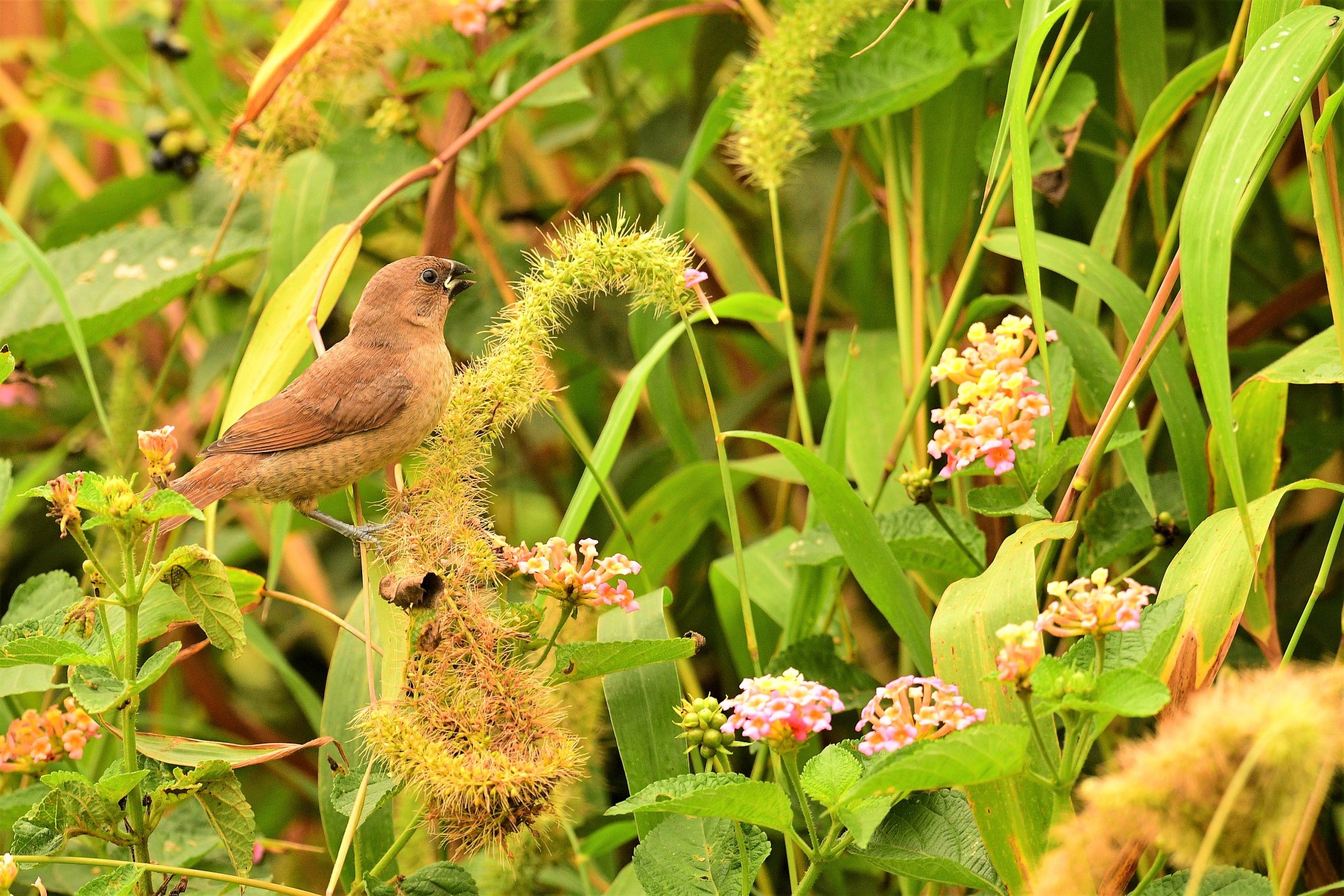 HMP_3785SilverBillFHForest11Sep2020.jpg