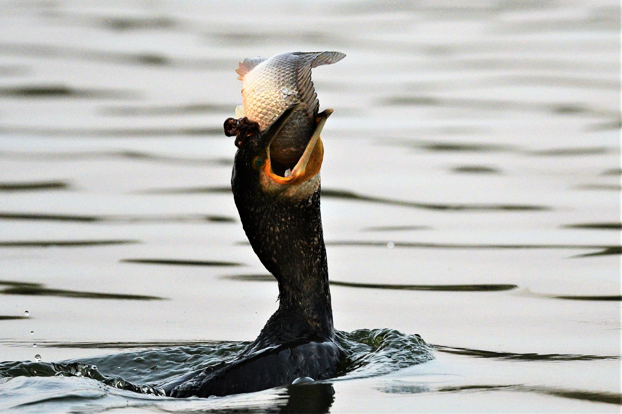 HMP_4151_GreaterCormorantJakkurLake15DEc2020.jpg