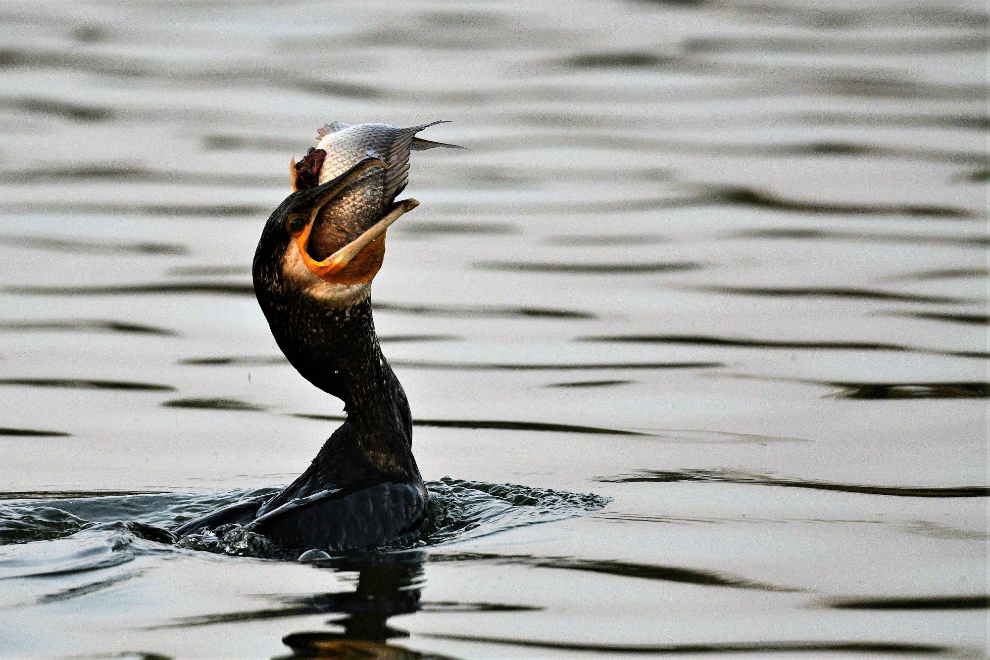 HMP_4152_GreaterCormorantJakkurLake15DEc2020.jpg