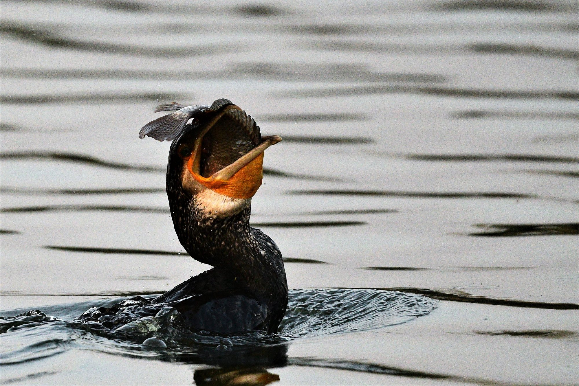 HMP_4153_GreaterCormorantJakkurLake15DEc2020.jpg