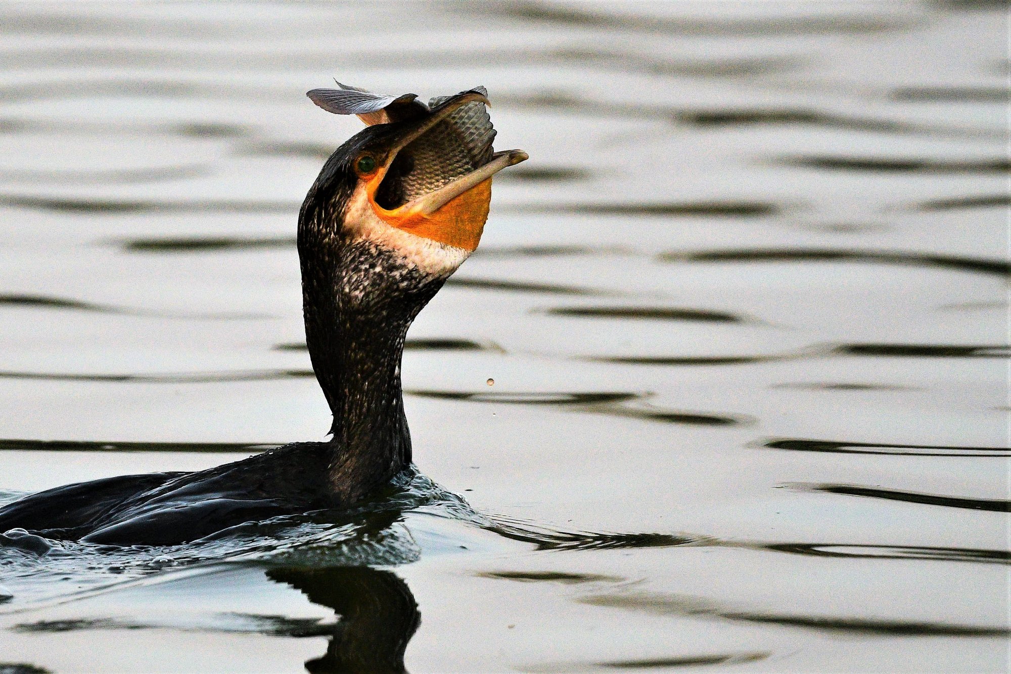 HMP_4157_GreaterCormorantJakkurLake15DEc2020.jpg