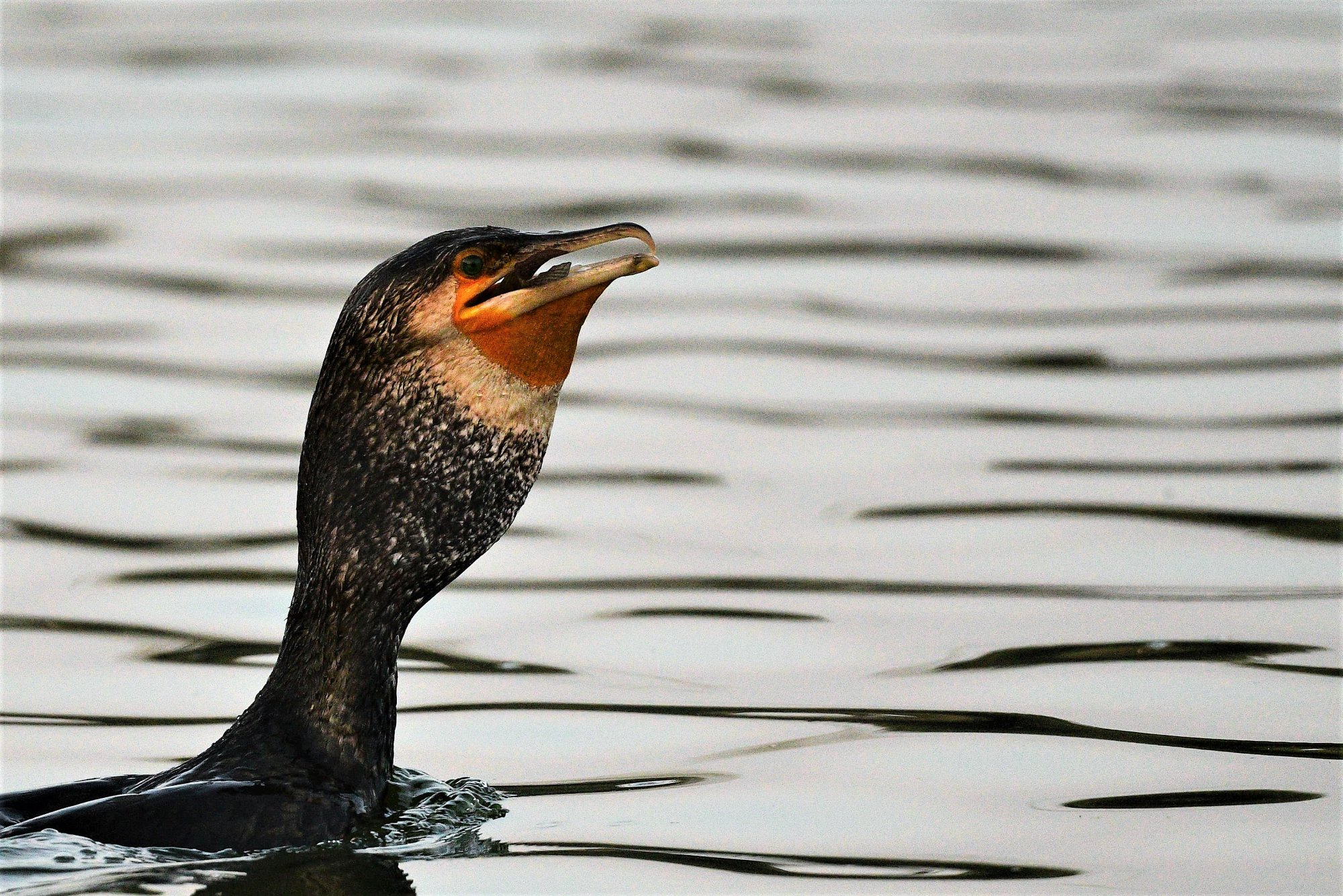 HMP_4166_GreaterCormorantJakkurLake15DEc2020.jpg