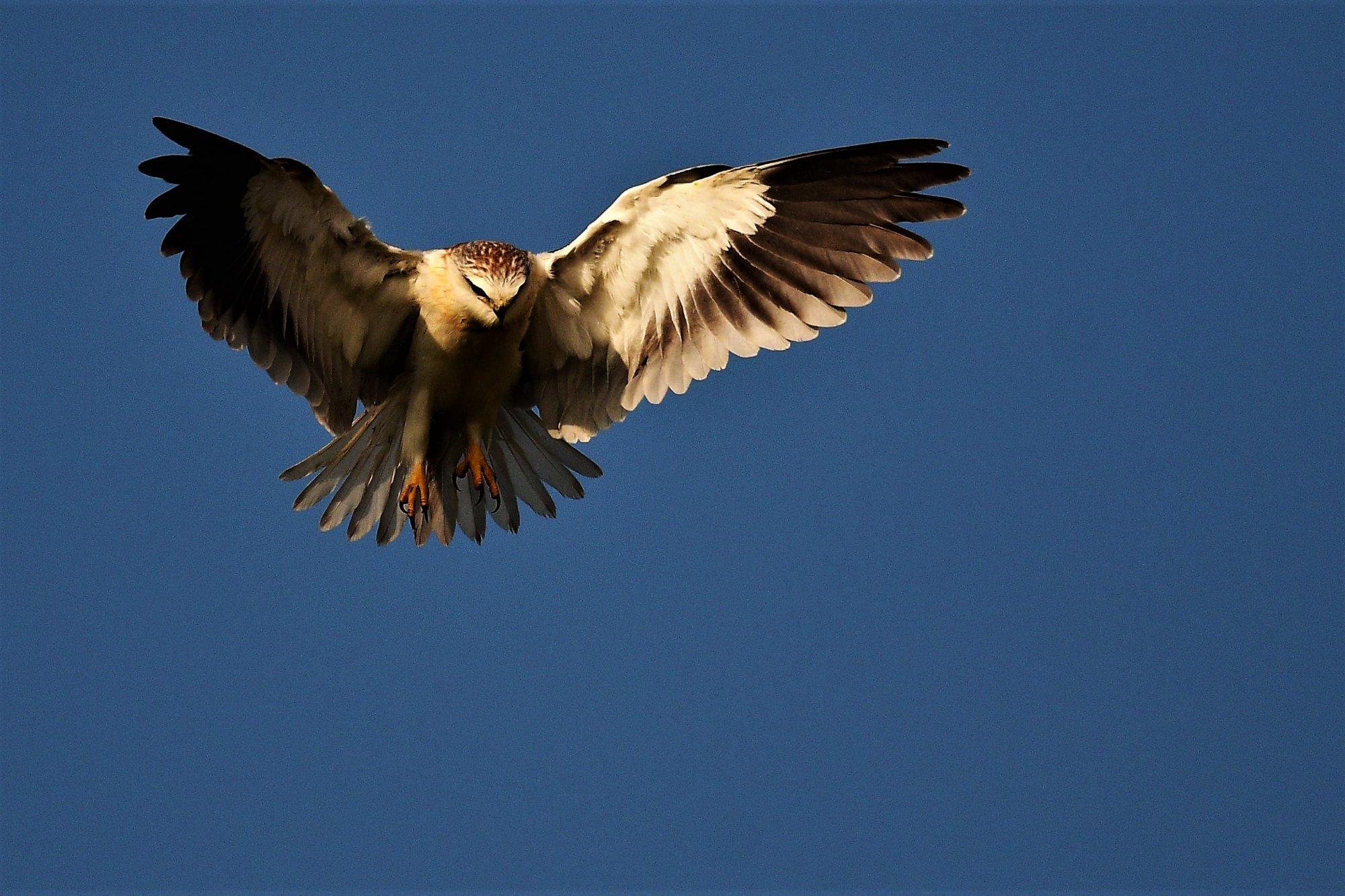 HMP_4816_BlackWingedKiteDevanhalli11Nov2020.jpg