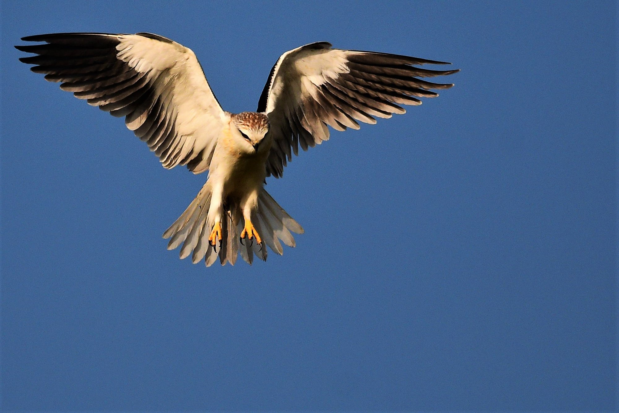 HMP_4818_BlackWingedKiteDevanhalli11Nov2020.jpg