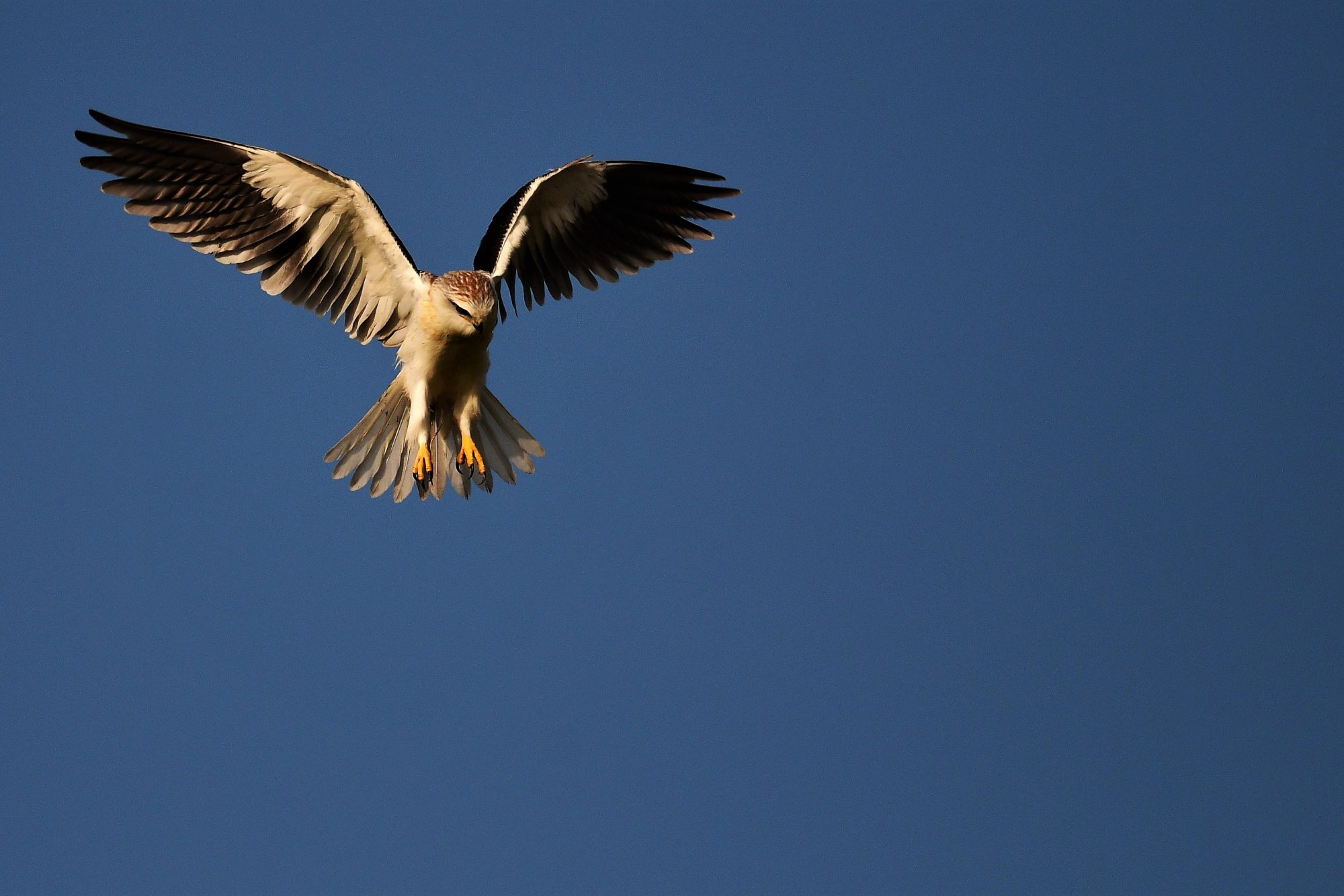 HMP_4823_BlackWingedKiteDevanhalli11Nov2020.jpg