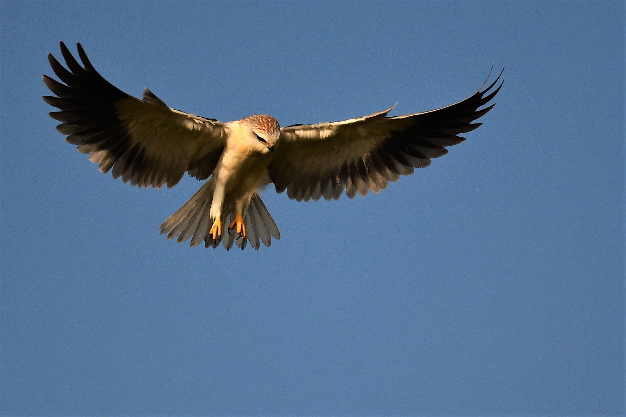 HMP_4827_BlackWingedKiteDevanhalli11Nov2020.jpg