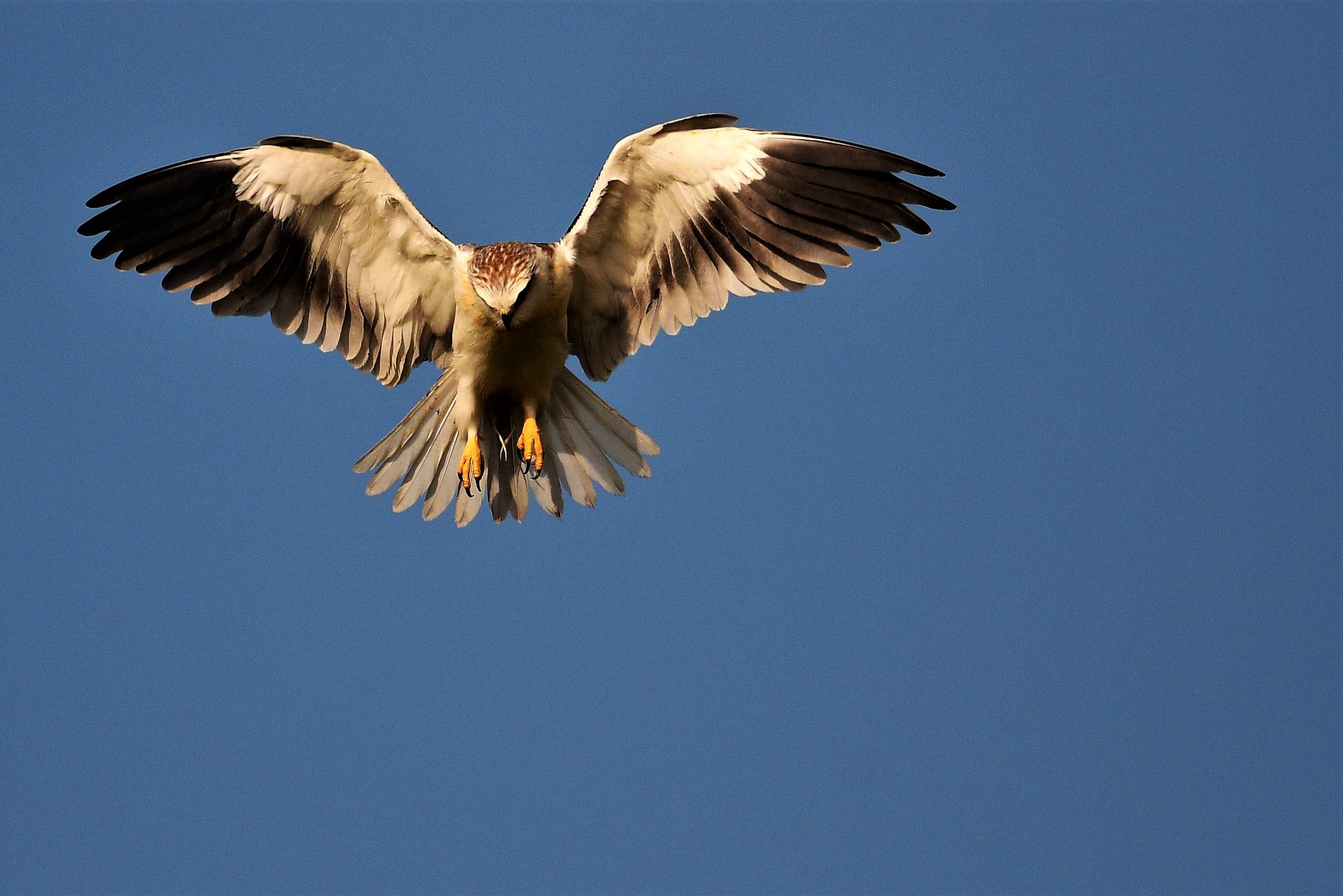 HMP_4856_BlackWingedKiteDevanhalli11Nov2020.jpg