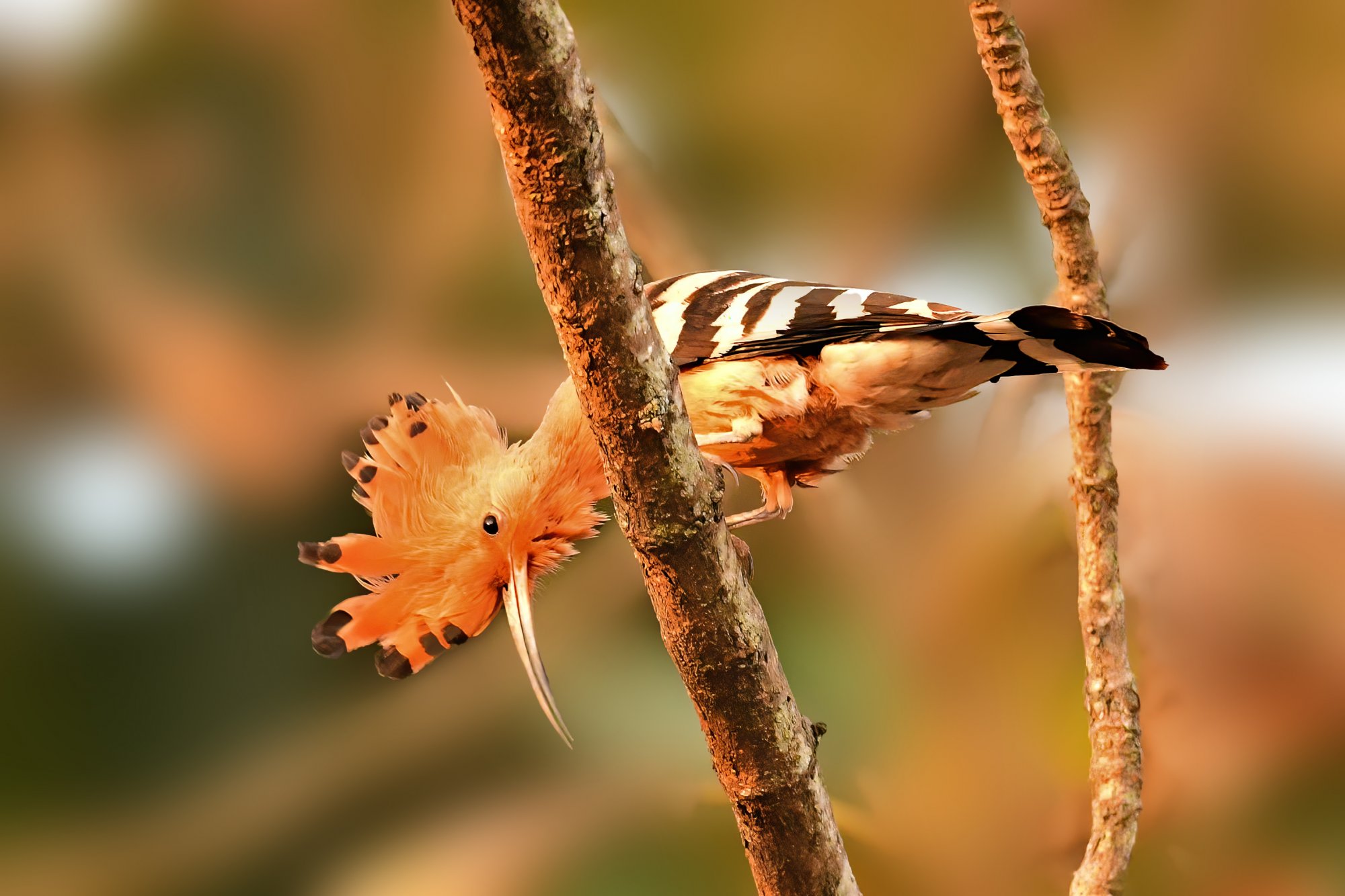 HMP_5440_eurasianHoopoesOrchards24Jan2021Processed.jpg