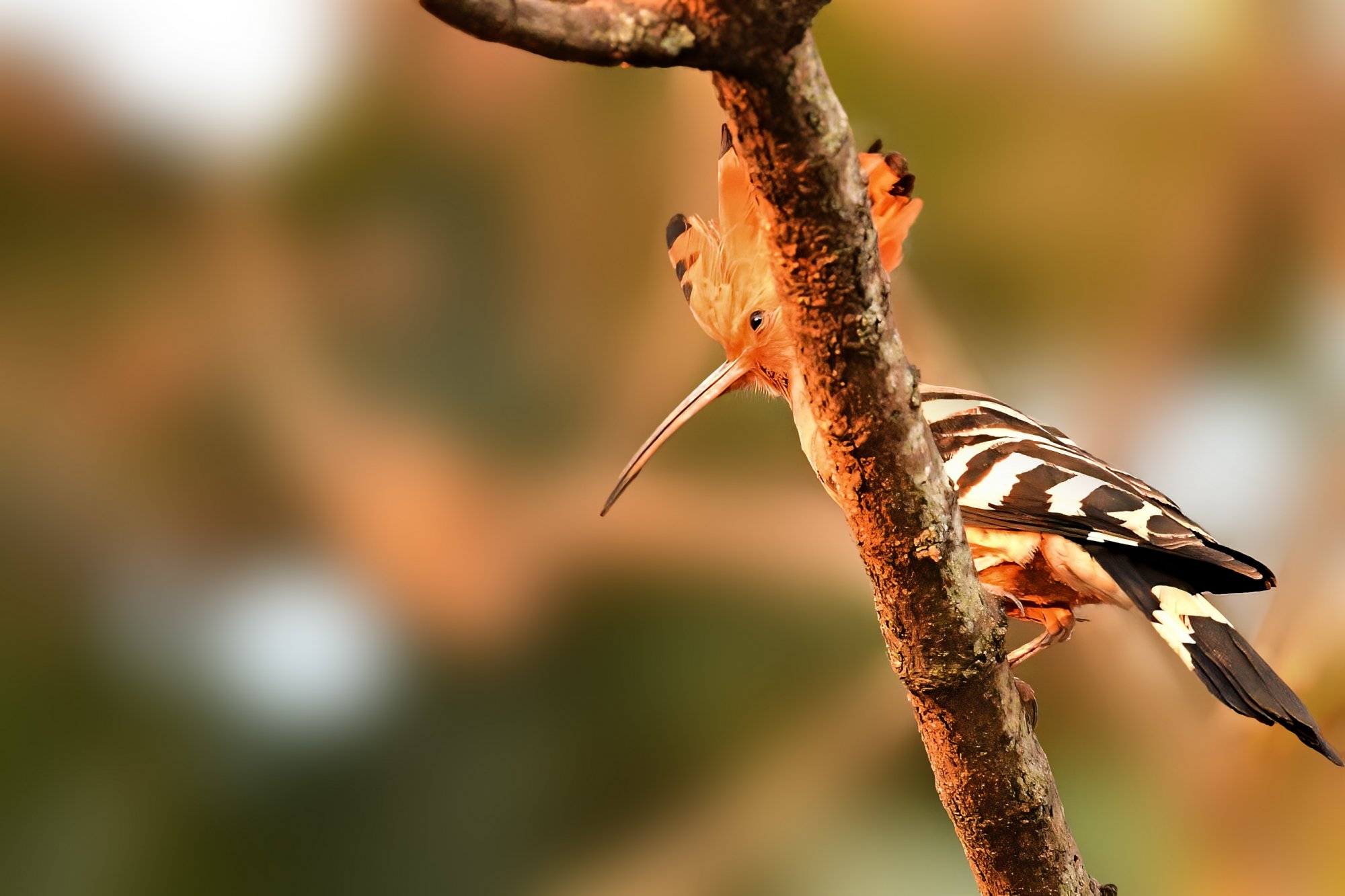 HMP_5452_eurasianHoopoesOrchards24Jan2021Processed.jpg