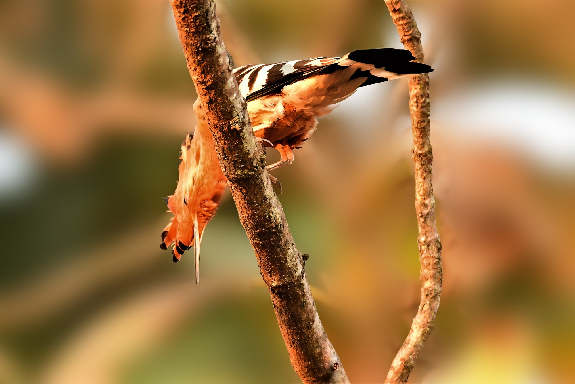 HMP_5462_eurasianHoopoesOrchards24Jan2021Processed.jpg