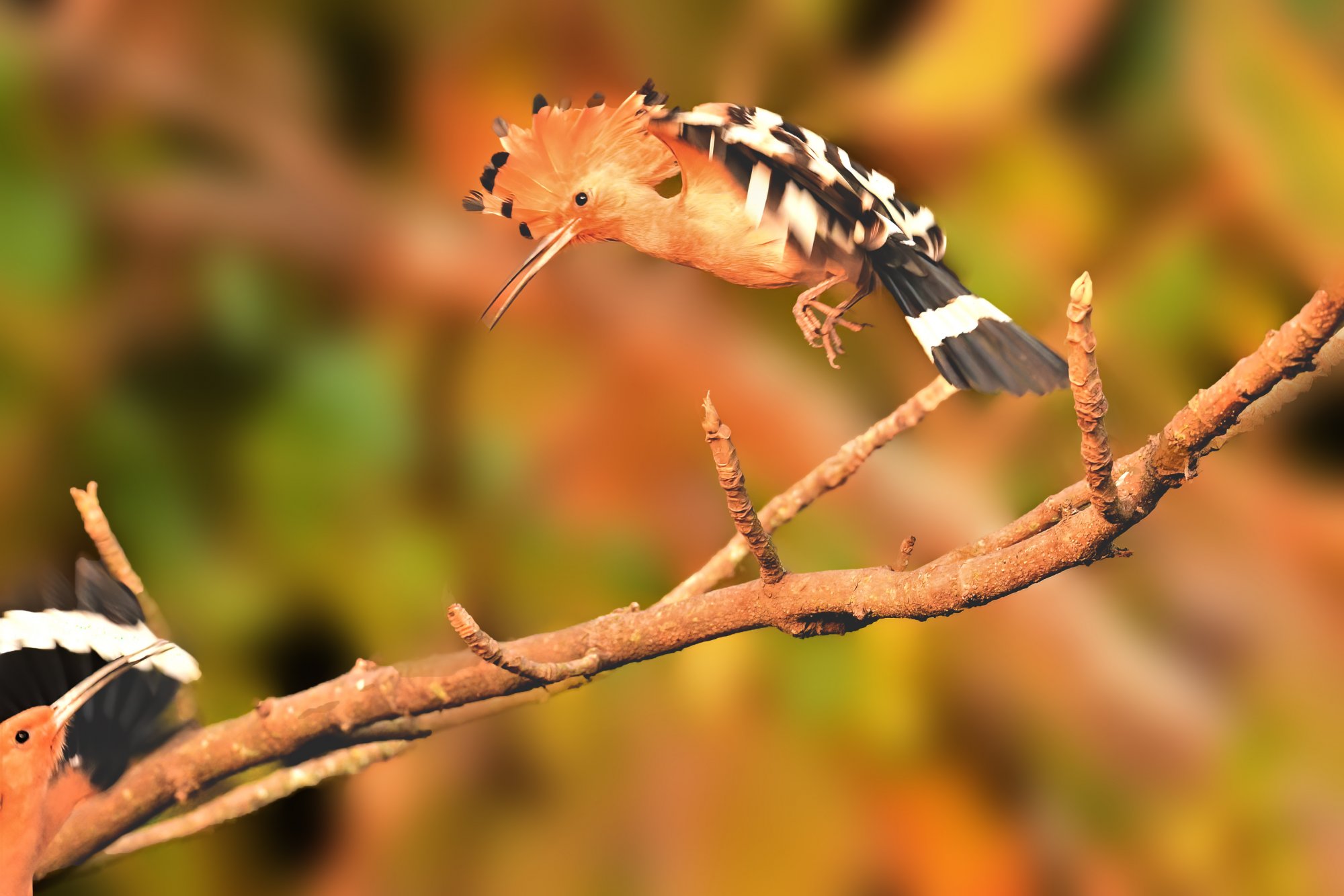 HMP_5474_eurasianHoopoesOrchards24Jan2021Processed.jpg