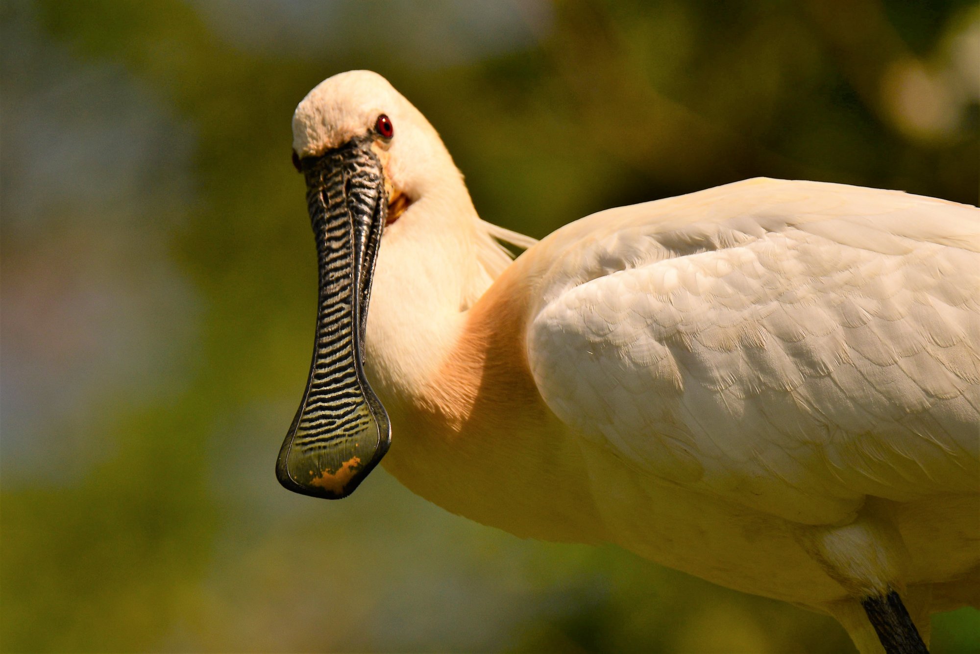 HMP_6331_eurasianSpoonBillRangantithu21Dec2020.jpg