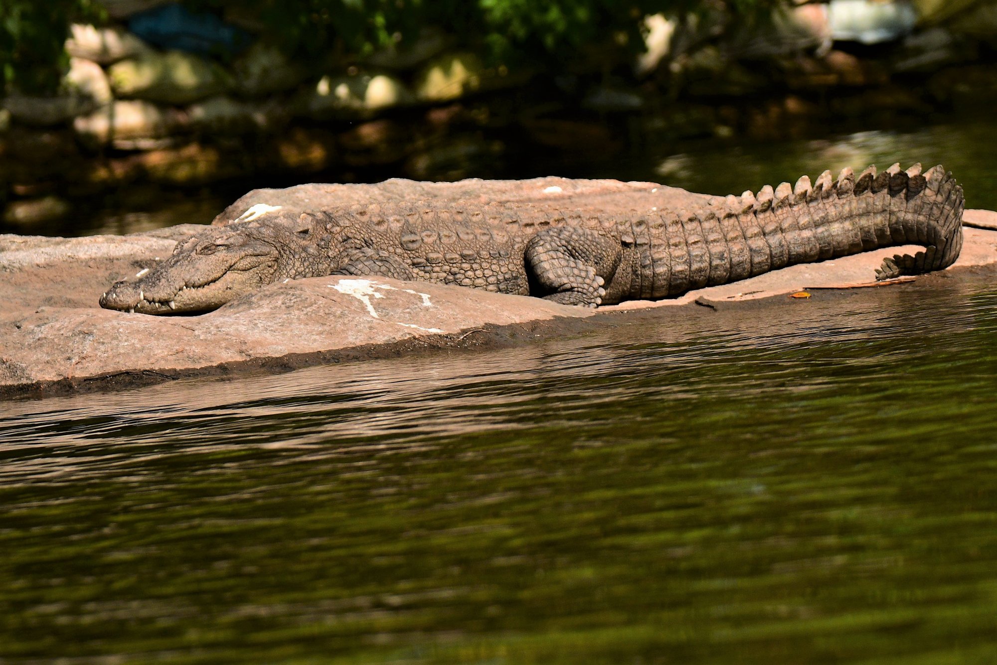 HMP_6535MarshCrocodileRangantithu2`Dec2020.jpg