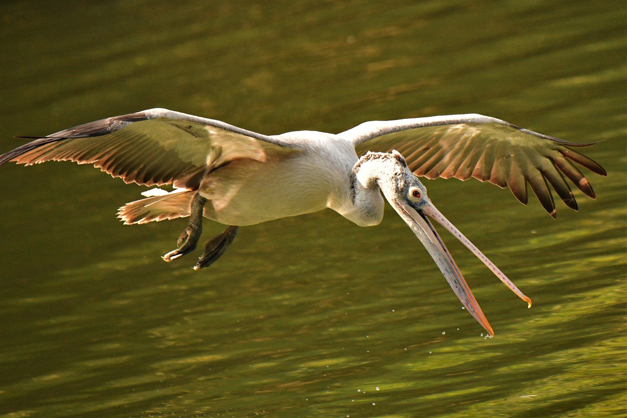 HMP_6713_spotBilledPelicanRangantithu22Dec2020.jpg