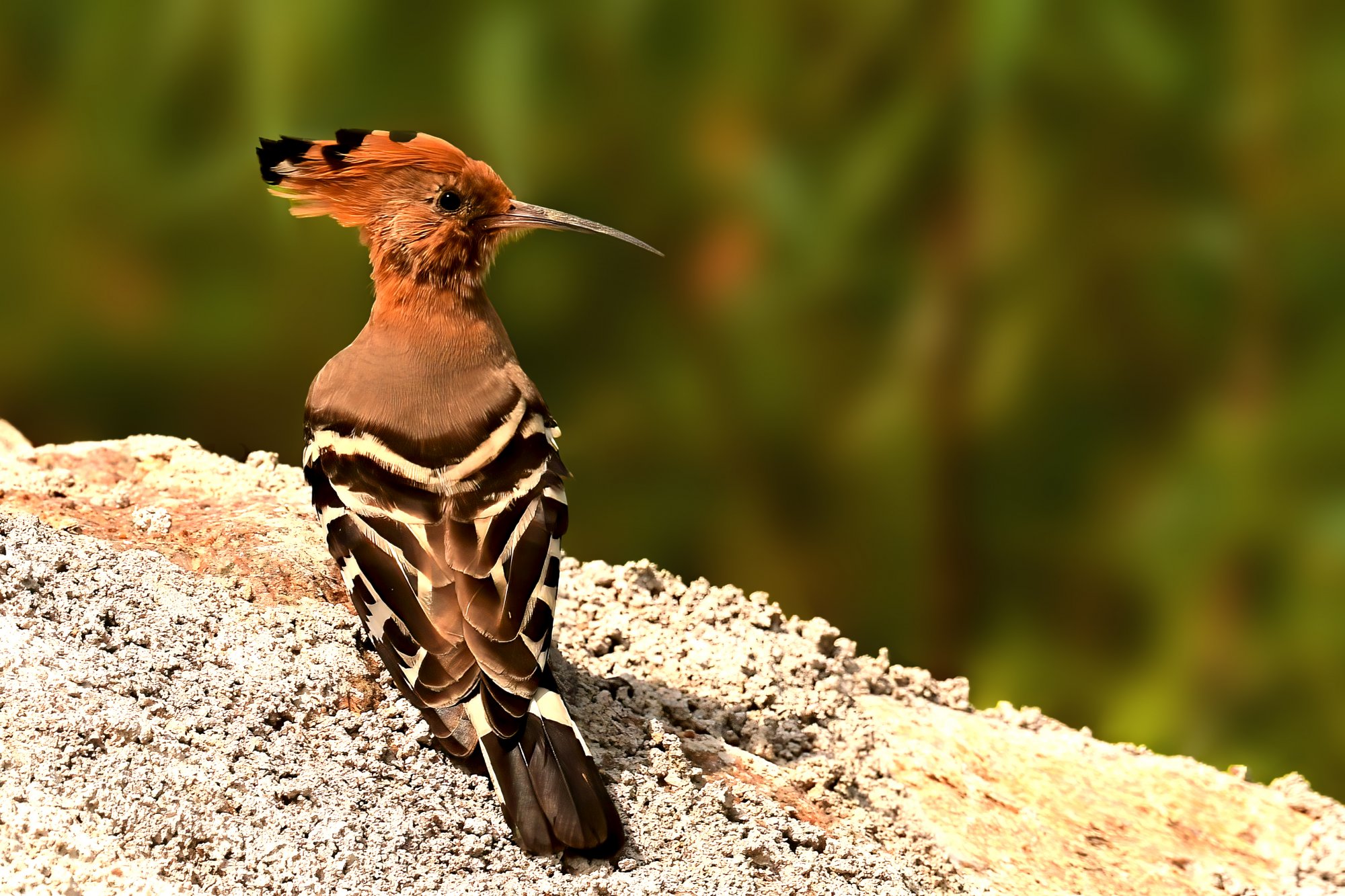 HMP_7151_EurasianHoopoeFHLake05Oct2020Processed.jpg