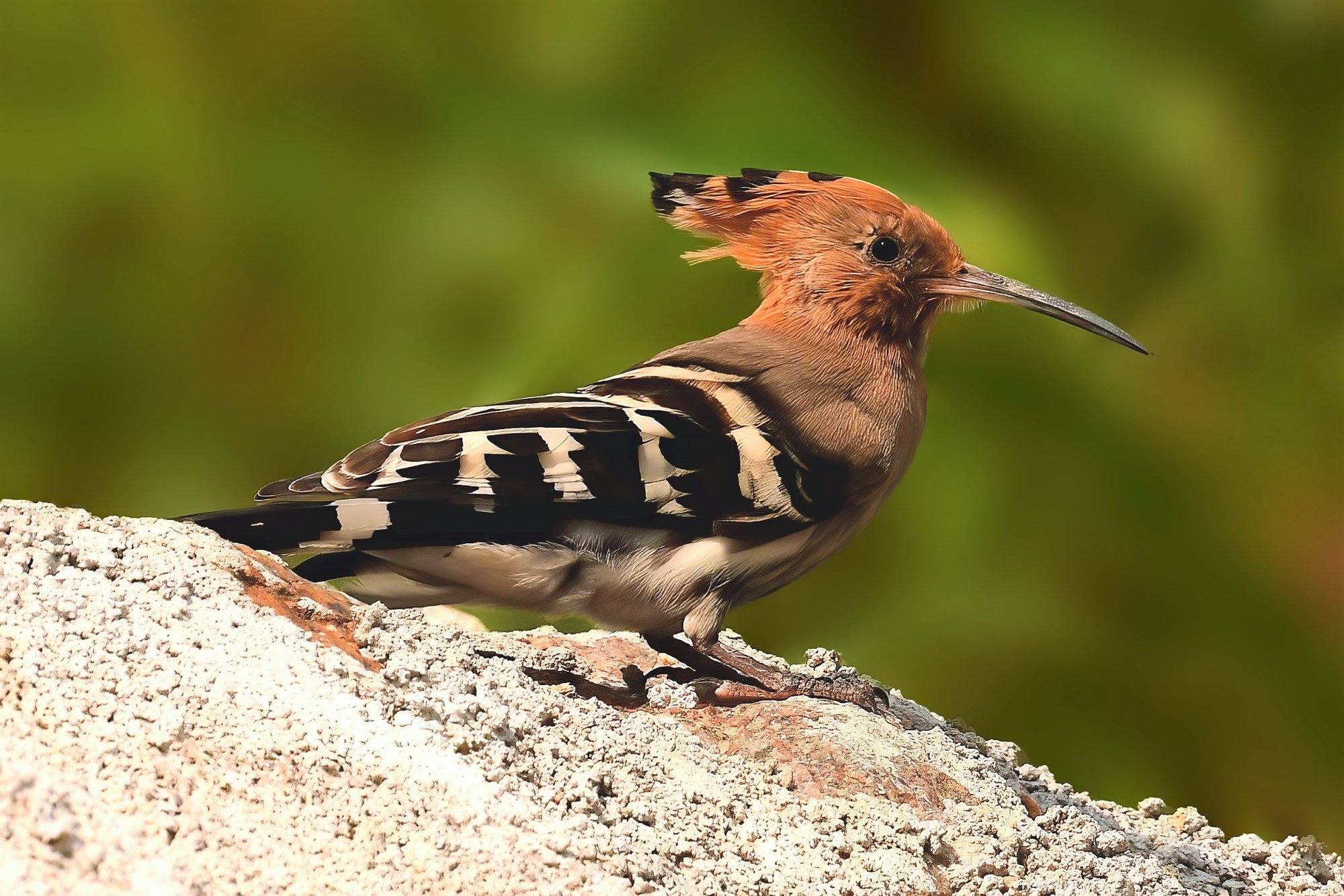 HMP_7166_EurasianHoopoeFHLake05Oct2020Processed.jpg