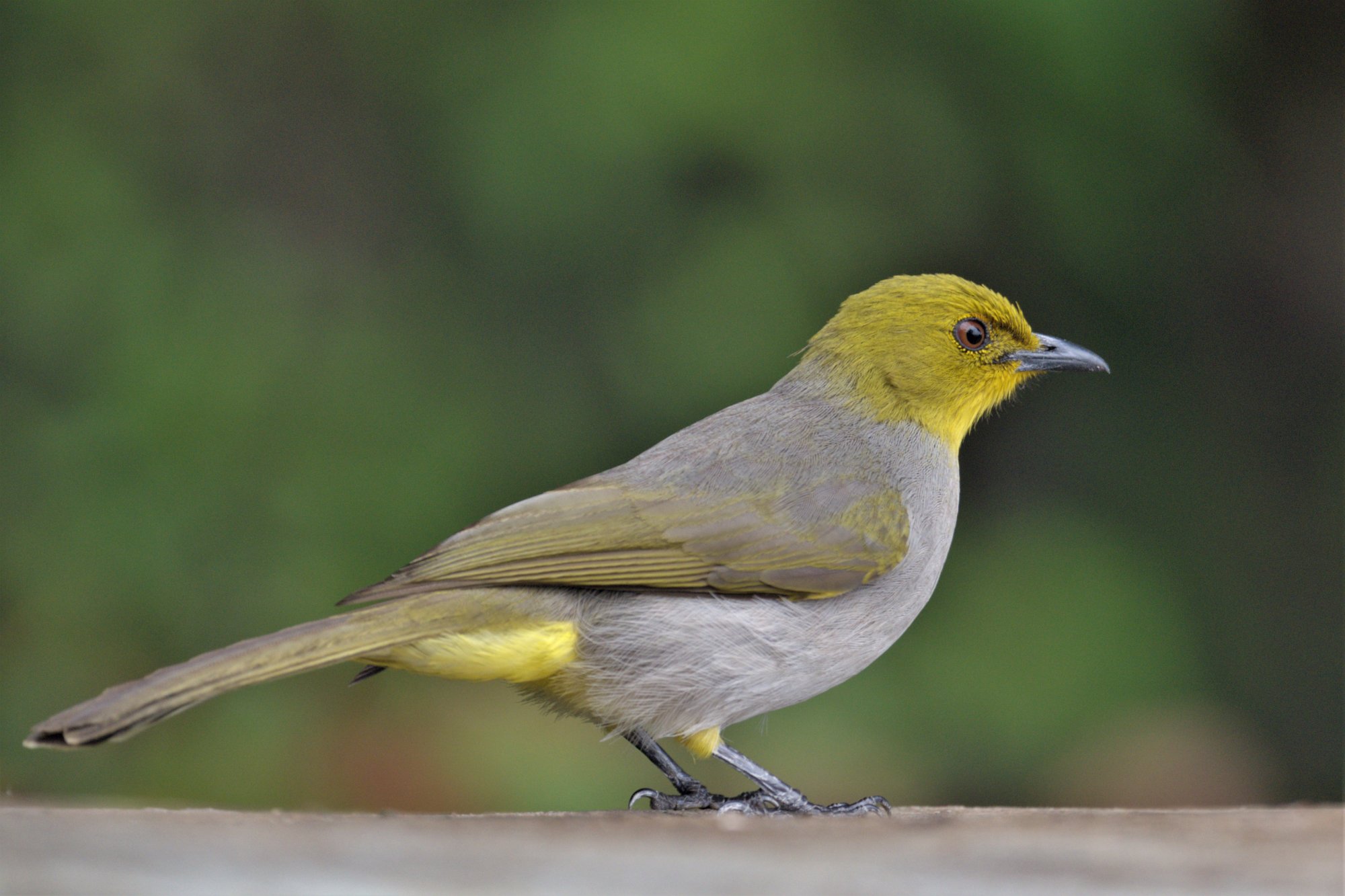 HMP_7435_YellowThroatedBulbulsUmaMaheshwaram02Mar2020.jpg