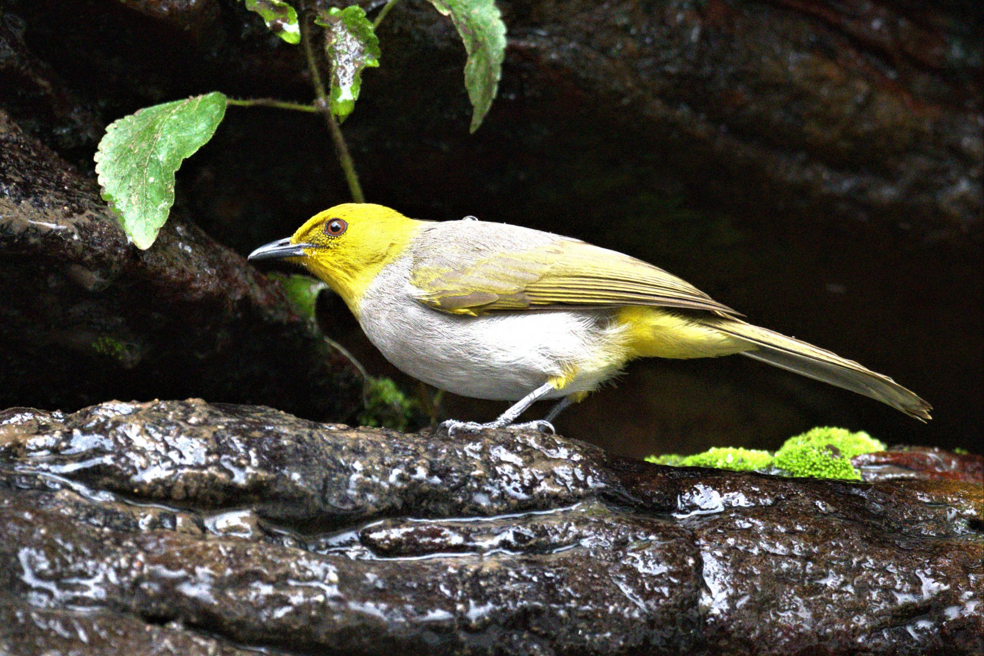 HMP_7566_YellowThroatedBulbulsUmaMaheshwaram02Mar2020.jpg