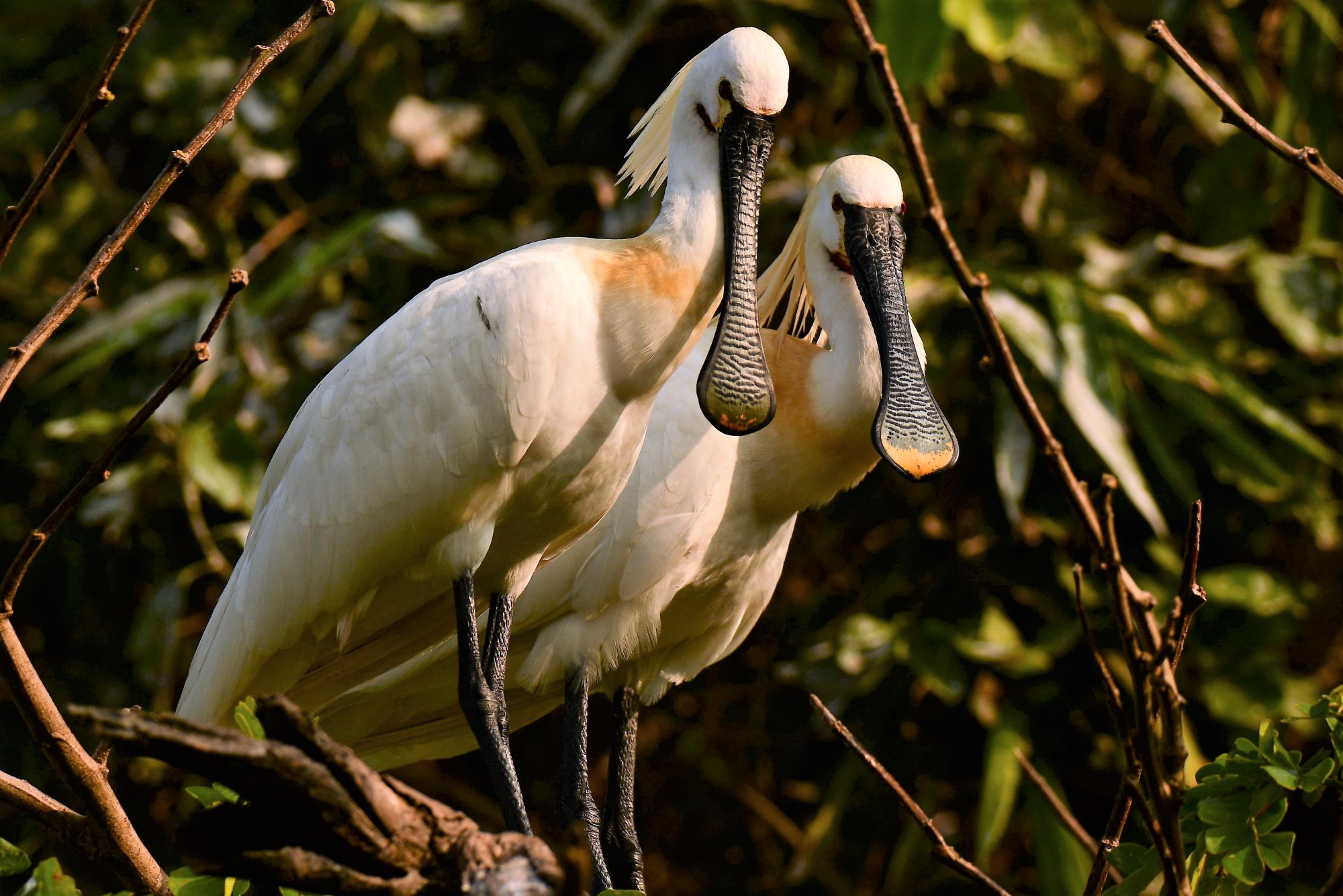 HMP_8952_SpoonBillRangantithu22Dec2020.jpg