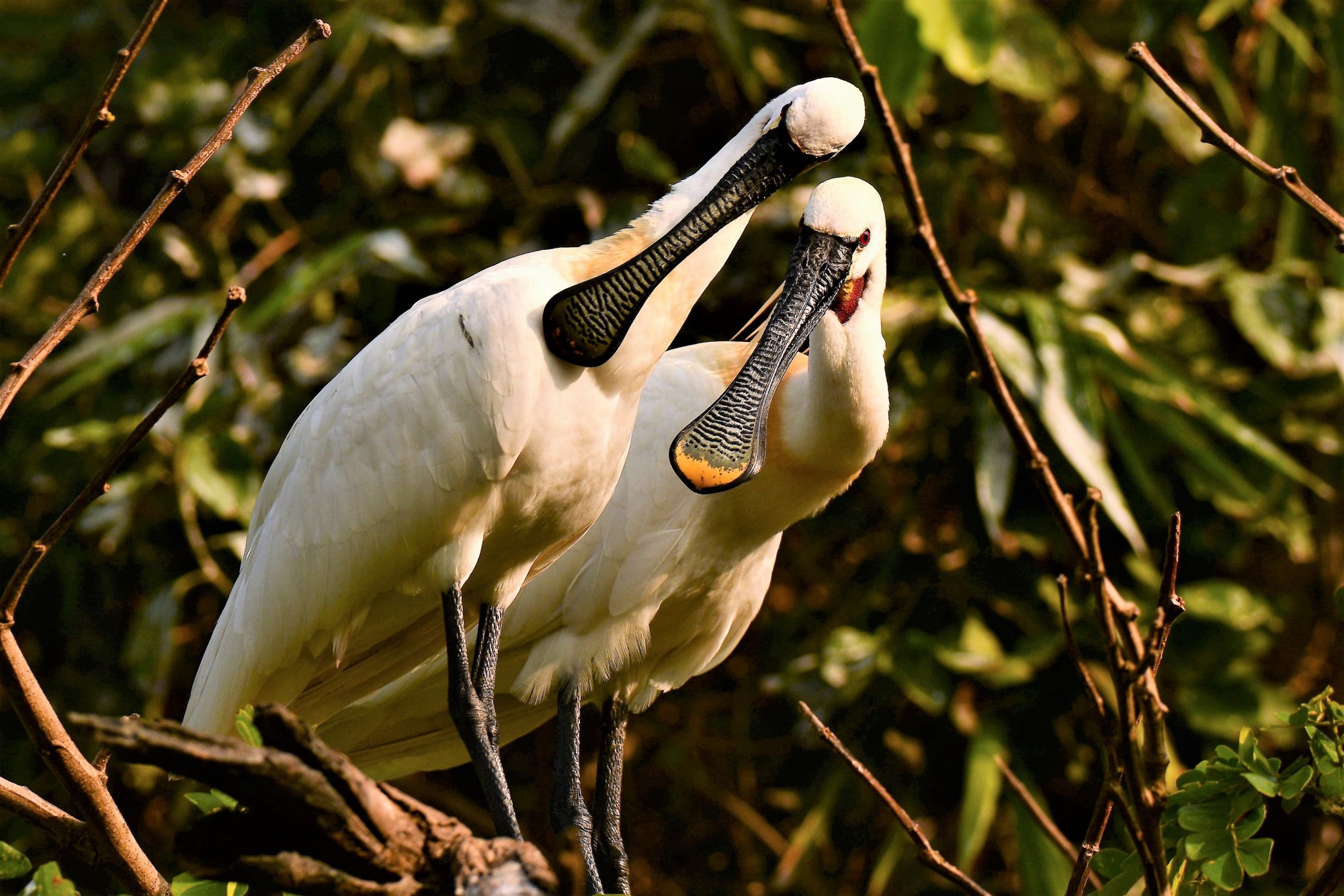 HMP_8954_SpoonBillRangantithu22Dec2020.jpg