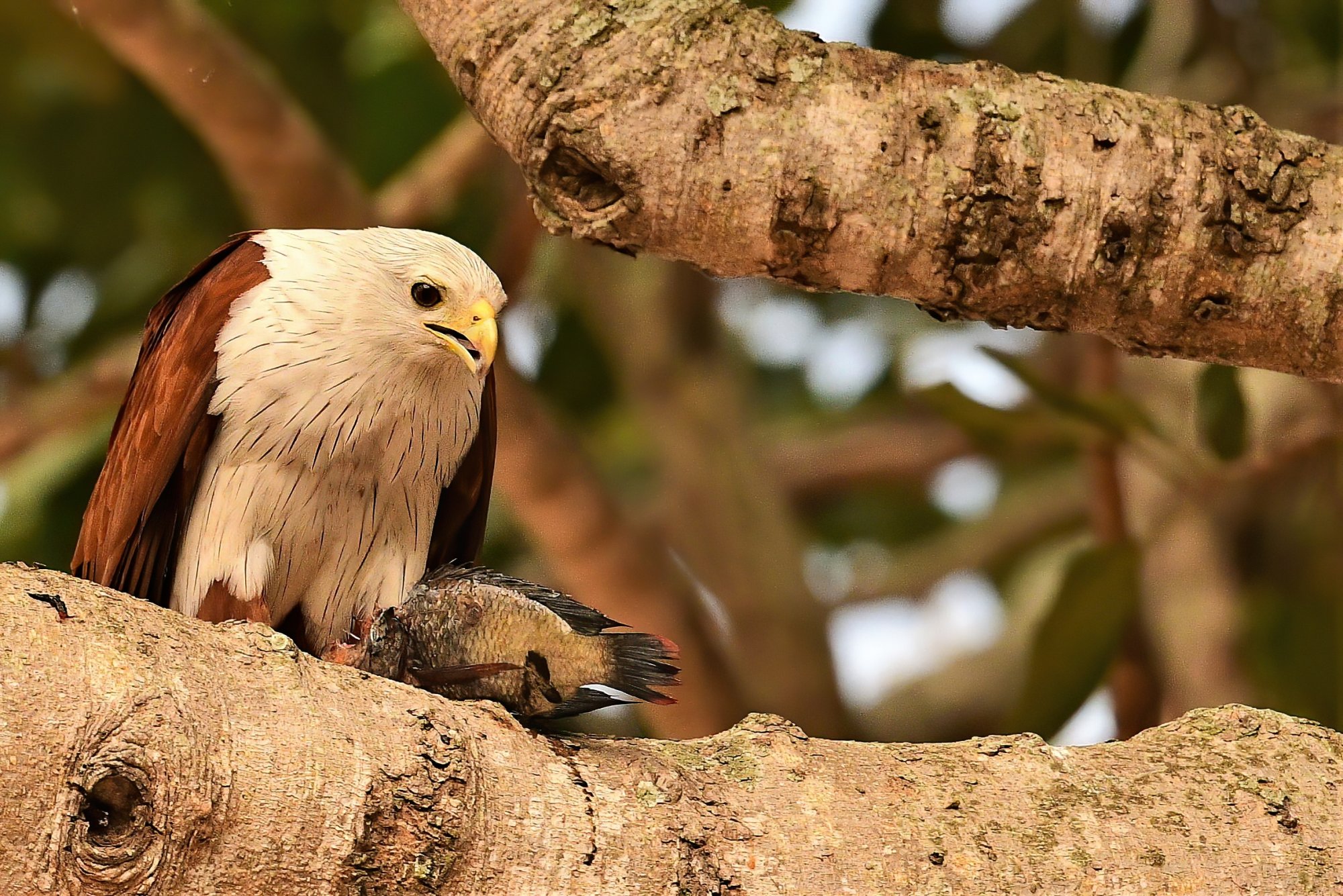 HMP_9733_BrahminyKiteBetteKotteLake01Jan2021-denoise.jpg