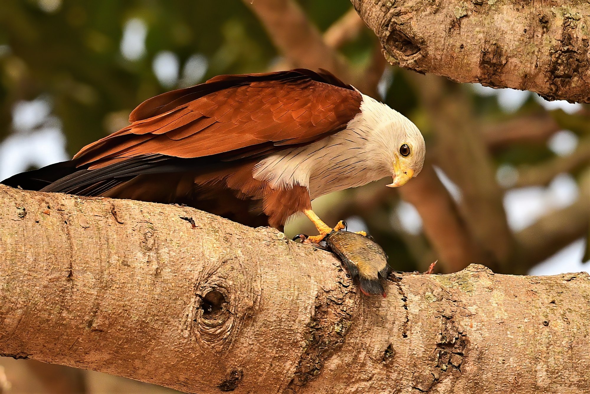 HMP_9772_BrahminyKiteBetteKotteLake01Jan2021-denoise.jpg