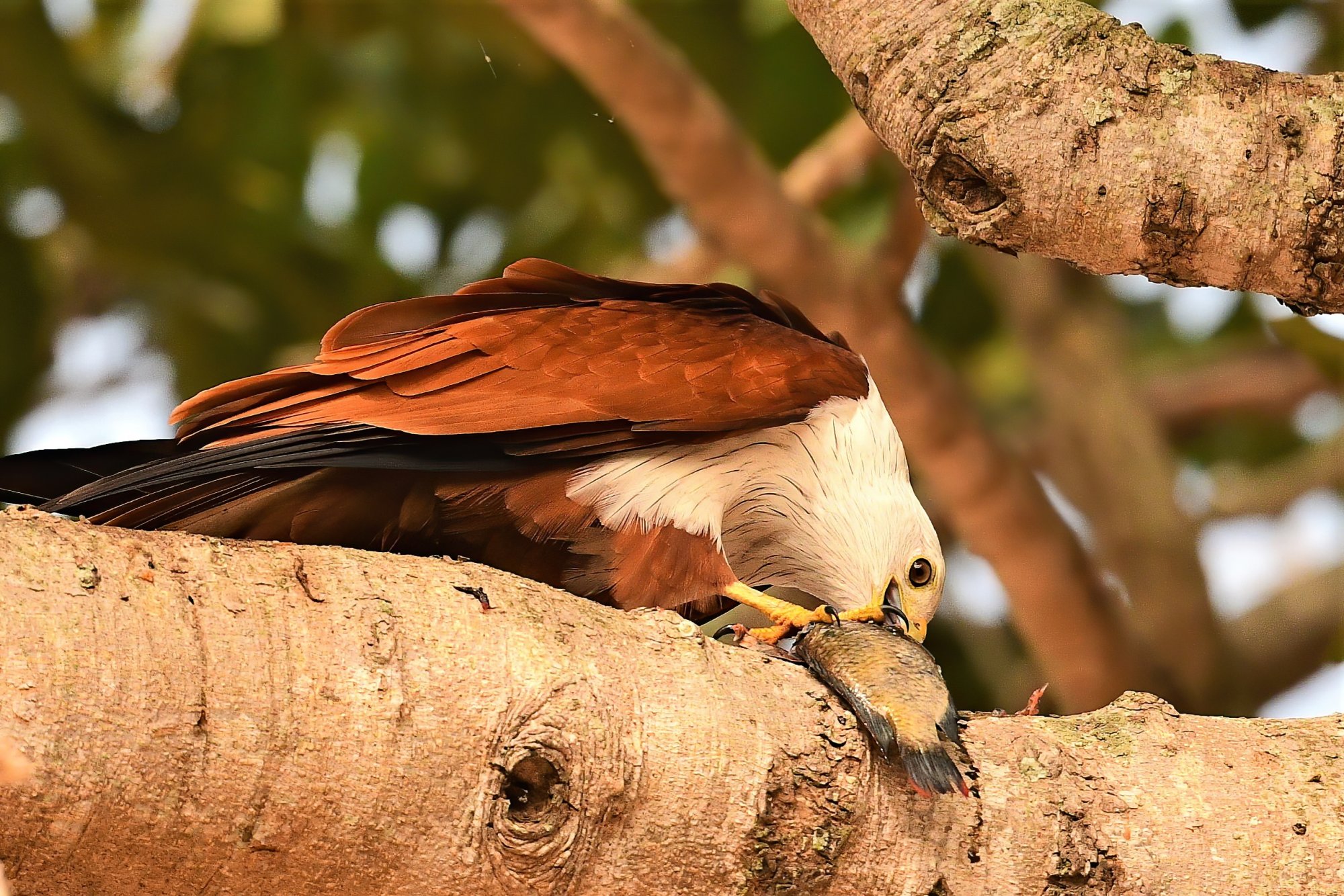 HMP_9776_BrahminyKiteBetteKotteLake01Jan2021-denoise.jpg