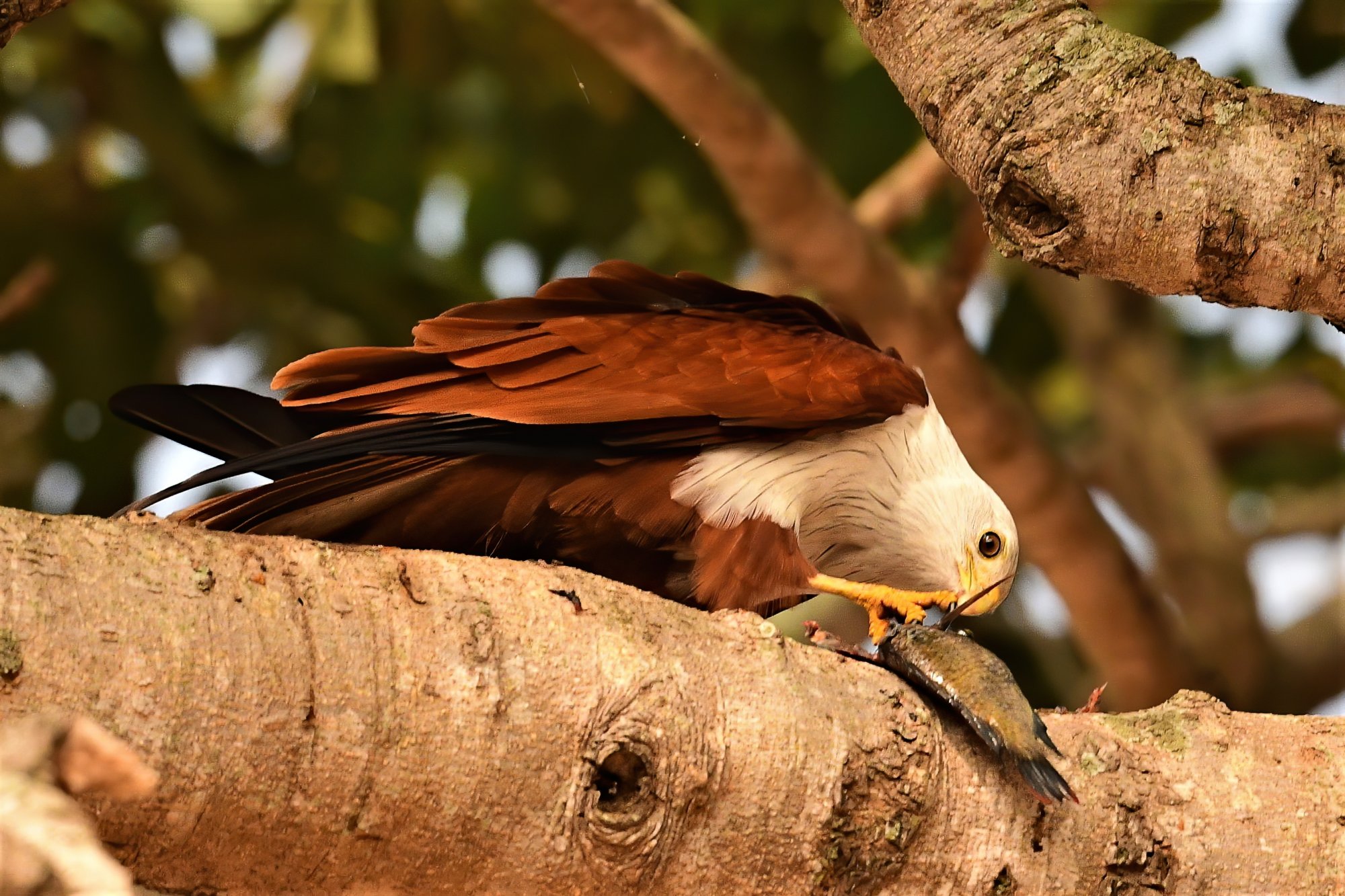 HMP_9779_BrahminyKiteBetteKotteLake01Jan2021-denoise.jpg