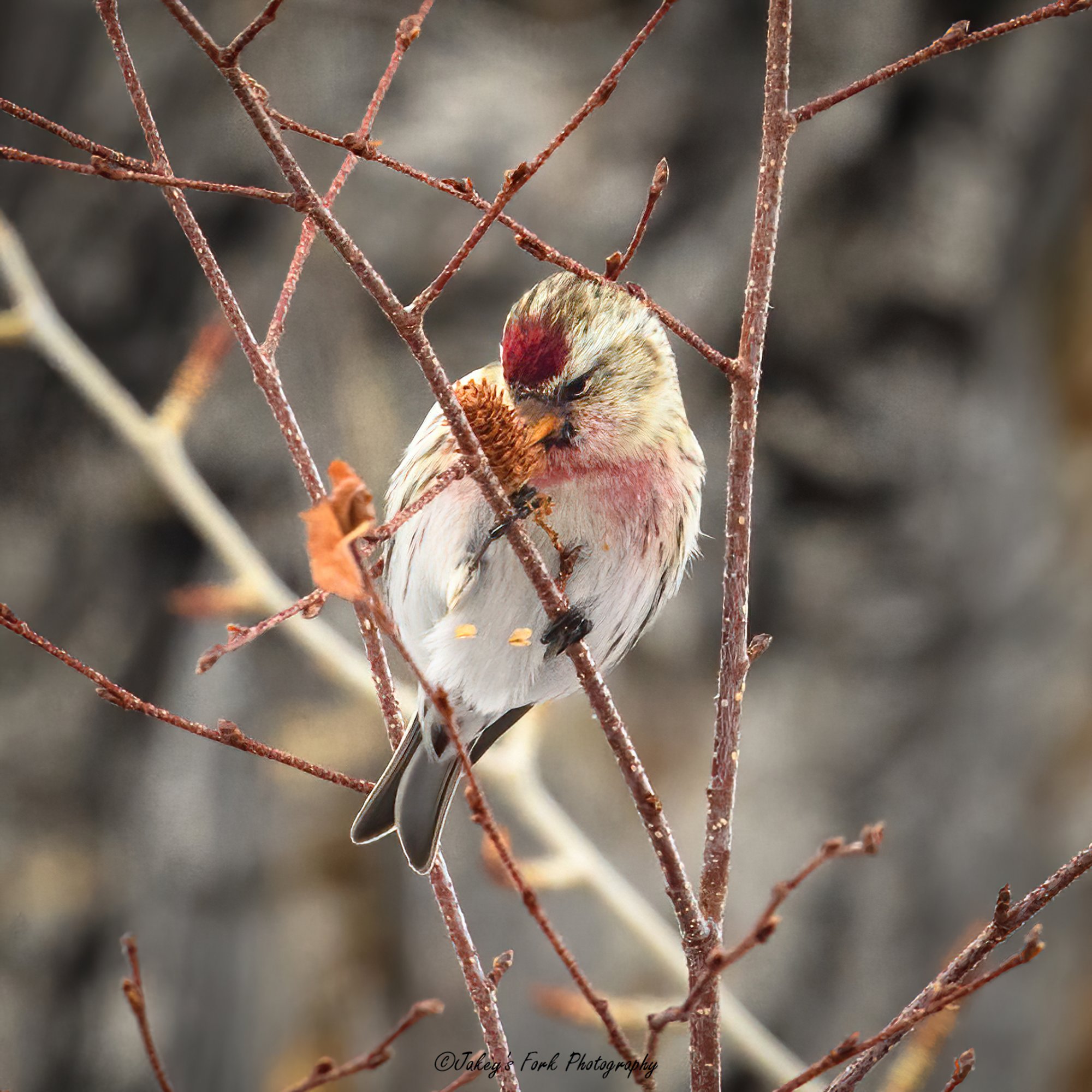 Hoary Redpoll-gigapixel-scale-2_00x.jpg