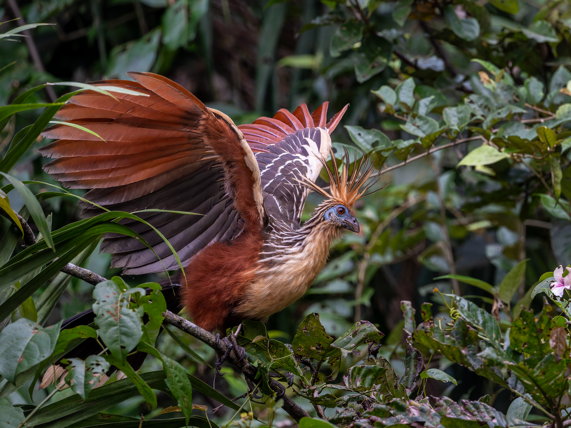 Hoatzin.jpg