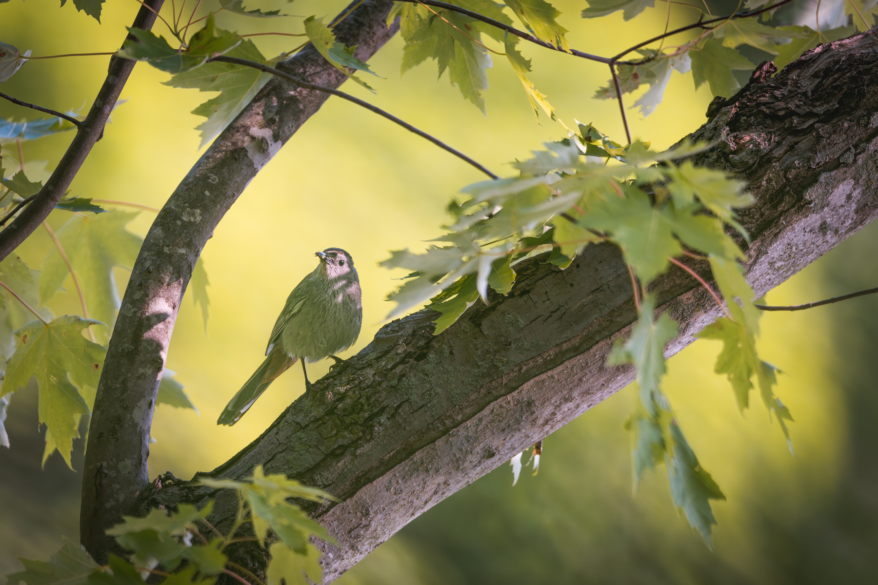 homer_lake_bird.jpg