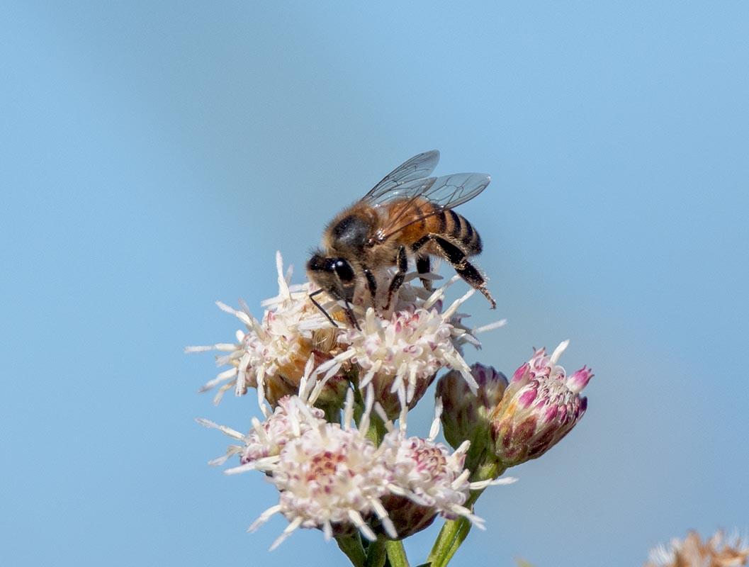 Honey Bee at work 850_2375.jpg