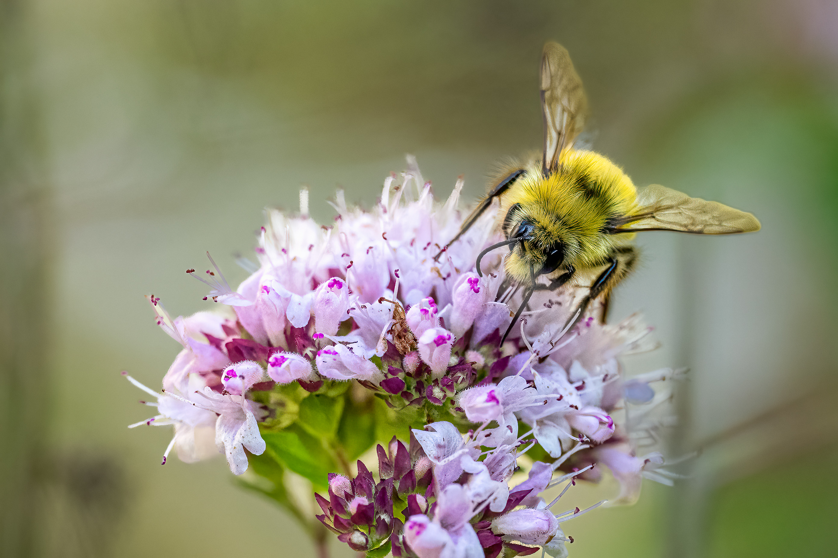 Honey Bee on Oregano 1 Our Yard 7-26-2024.jpg