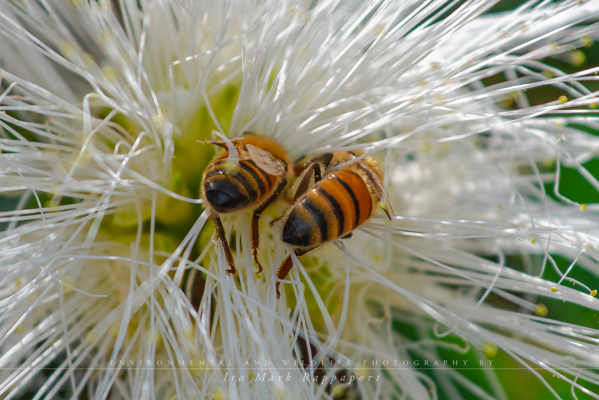 Honey Bees.jpg