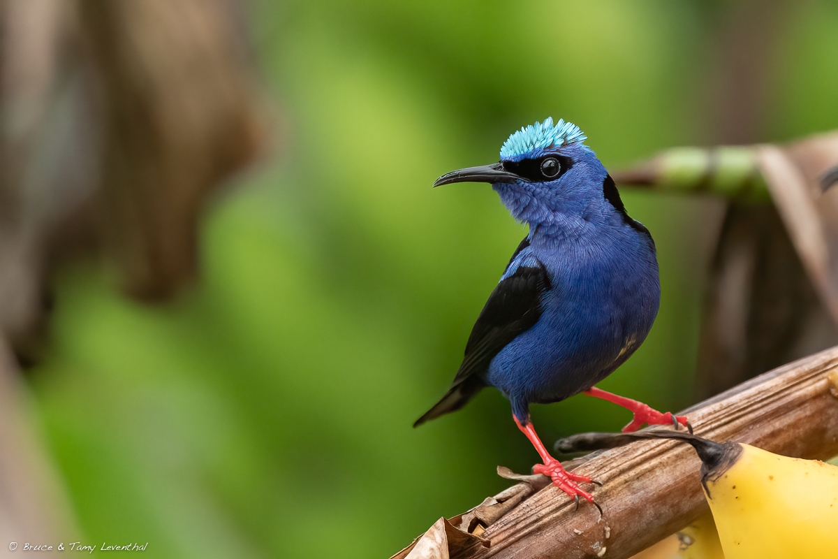 HoneyCreeper_LEV3498-Edit-Edit.jpg