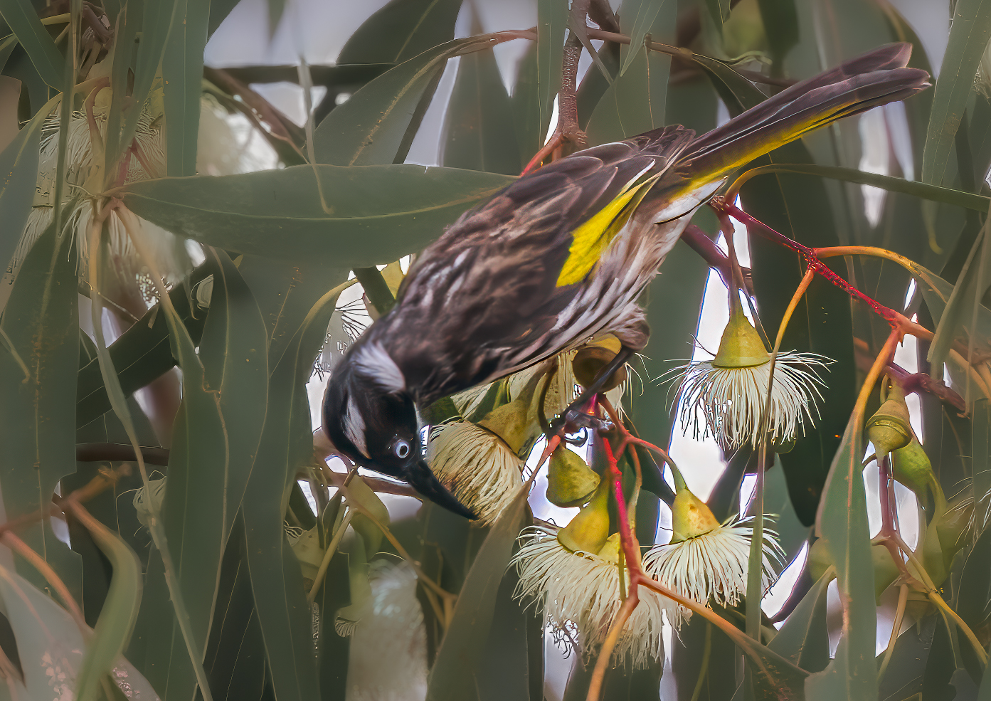 New Holland Honeyeater