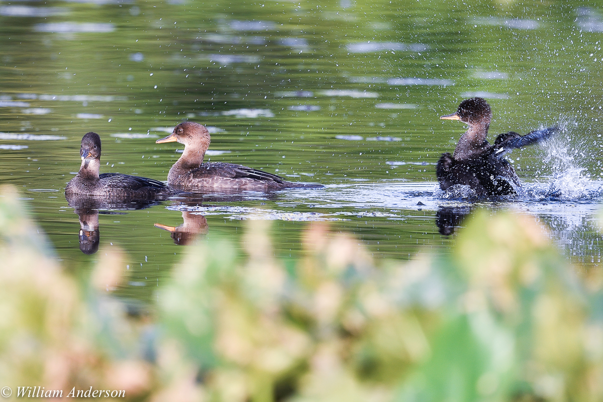 Hood Merganser Ducklings.jpg