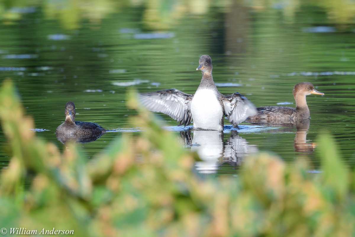 Hood Merganser Ducklings2.jpg