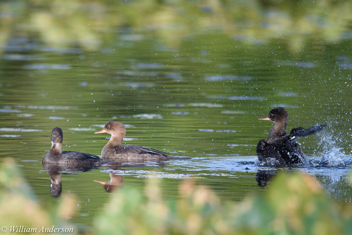 Hood Merganser Ducklings3.jpg