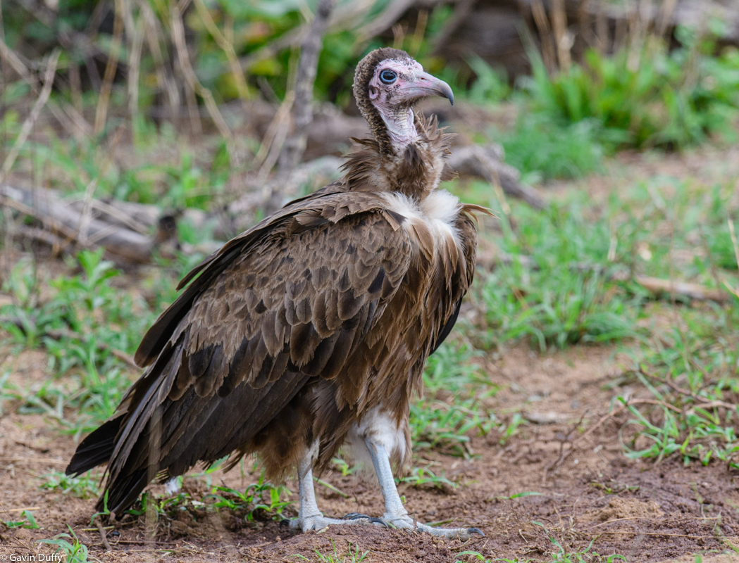 Hooded Vulture (1 of 1).jpg