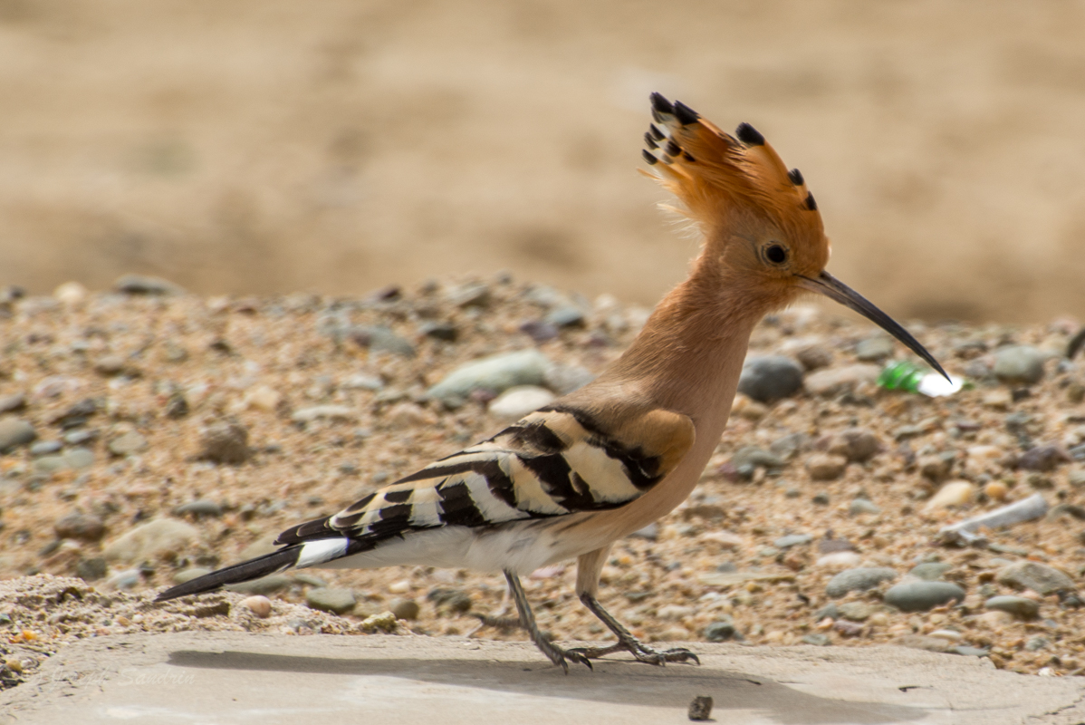 Hoopoe.jpg