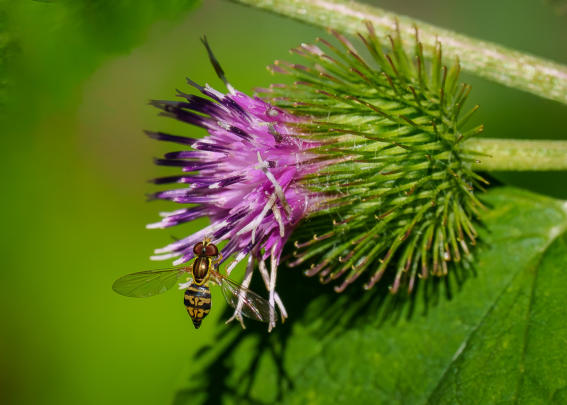 Hoover Fly-0802-IMG_00001.jpg