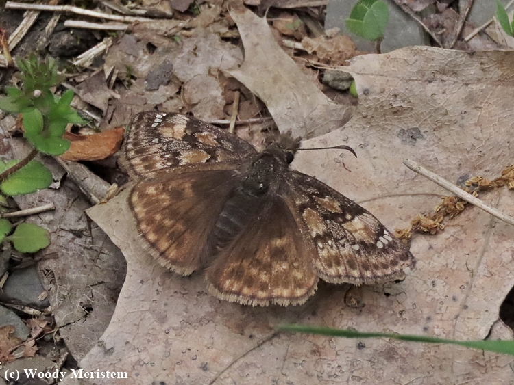 Horace's Dusky Wing.JPG