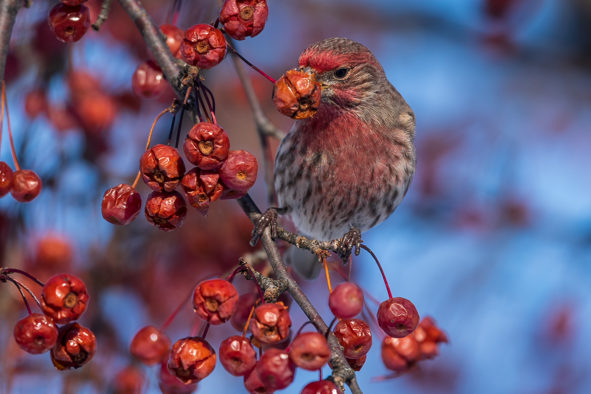 House Finch-1130-IMG_00001.jpg