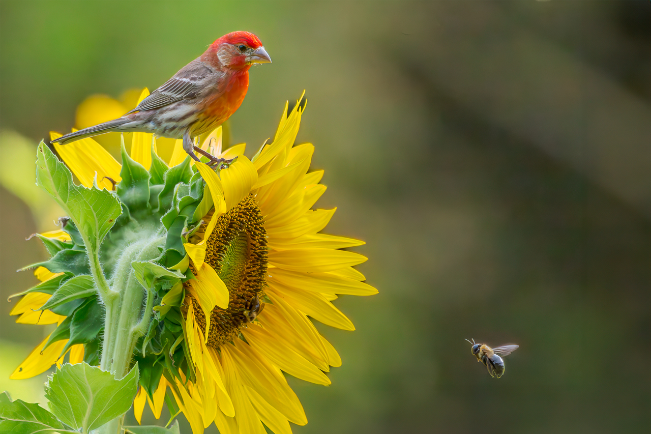 House Finch and Bumble Bee2.jpg