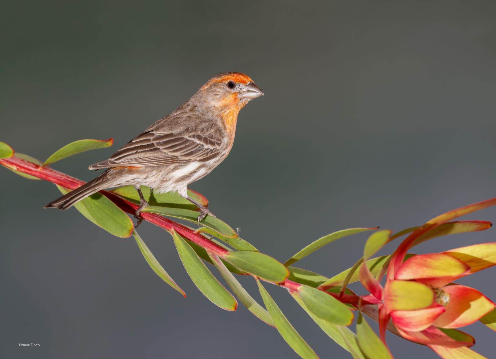 House-Finch-Moonlight.jpg