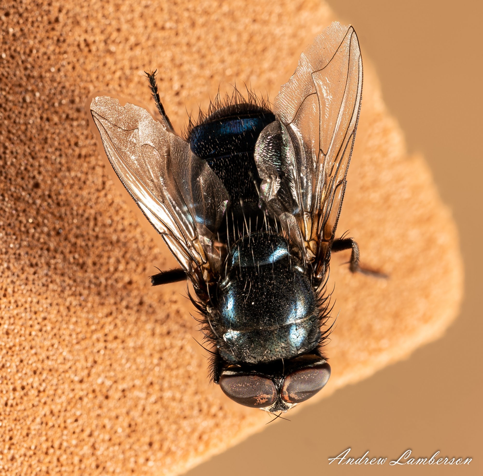 House fly 105mm stack of 140-.jpg